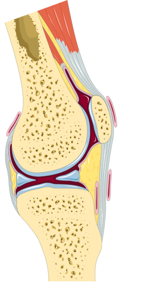 Knee - Parasagittal section -- Smart-Servier
