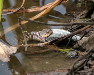 The,Image,Of,A,Rat-snake,Hunting,A,Fish,In,The