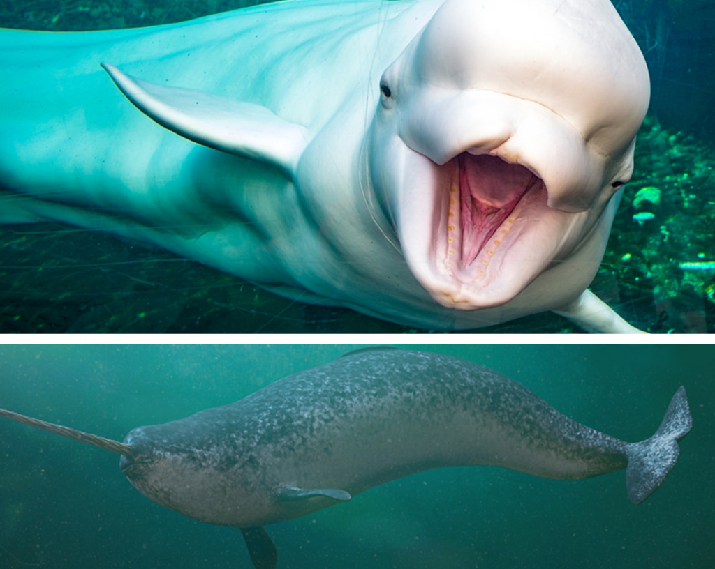 beluga whale and narwhale