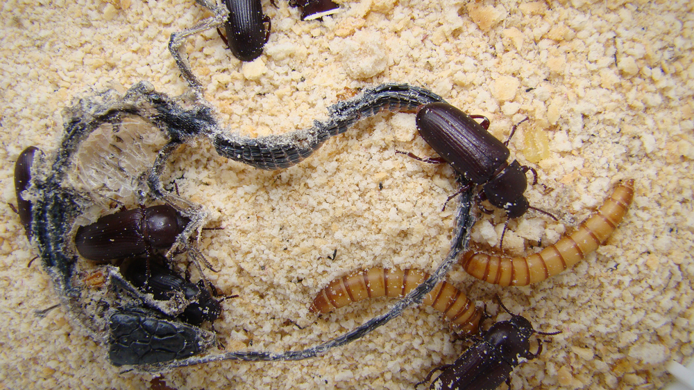 Mealworm,;,Life,Cycle,Of,A,Mealworm,(larva,And,Adult)