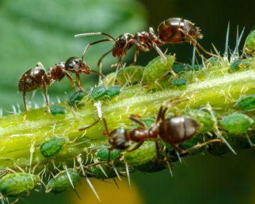 Ants,Taking,Care,Of,Aphids,On,Nettle,Stem
