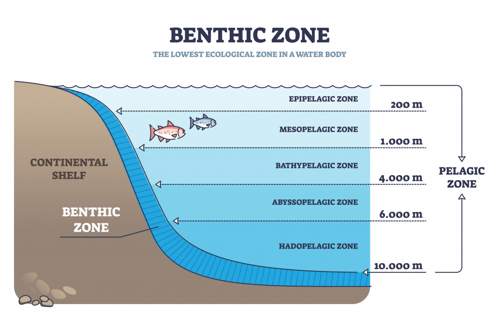 Benthic zone in ocean as lowest and deepest ecological zone outline diagram