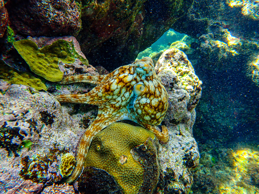 Caribbean,Octopus,Displaying,Its,Colour,Changing