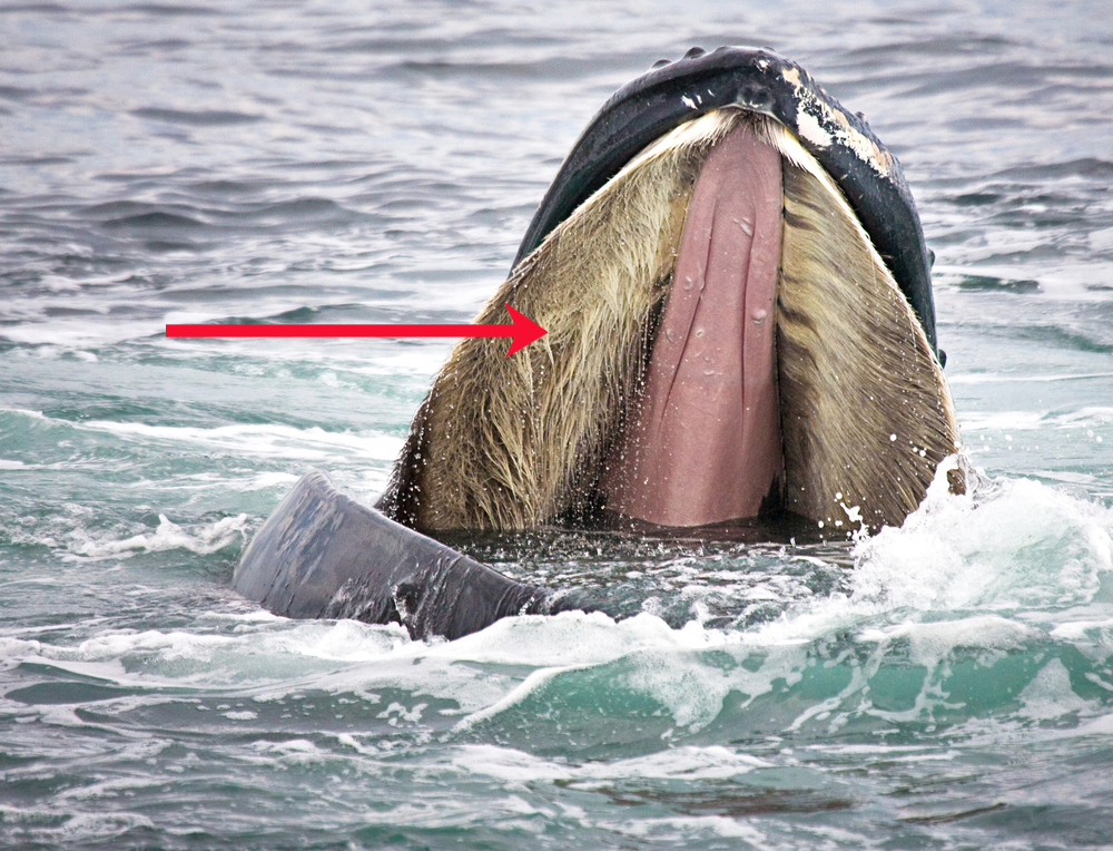Humpback,Whale,Opens,Mouth,Wide,To,Show,Baleen