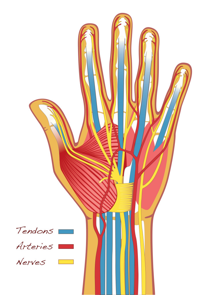 Medical illustration of the hands anatomy with bones