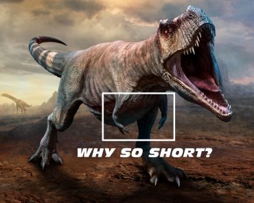 Tyrannosaurus rex scene 3D illustration