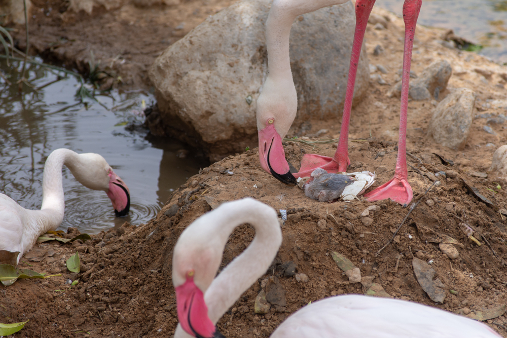 A,Mother,Greater,Flamingo,(phoenicopterus,Roseus),Stands,Over,Her,Newly