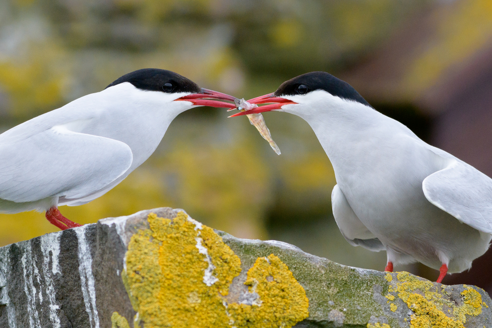 Arctic,Terns,,Food,Transference,,Birds