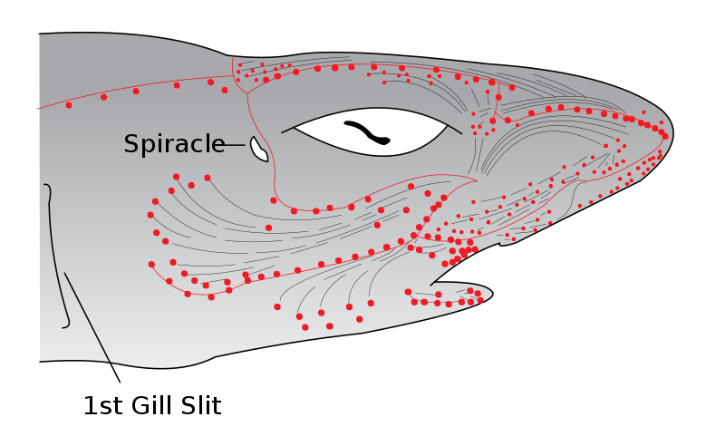 Electroreceptors in a sharks head