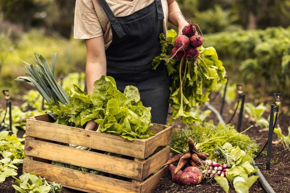 Female,Farmer,Arranging,Fresh,Vegetables,Into,A,Crate,On,Her