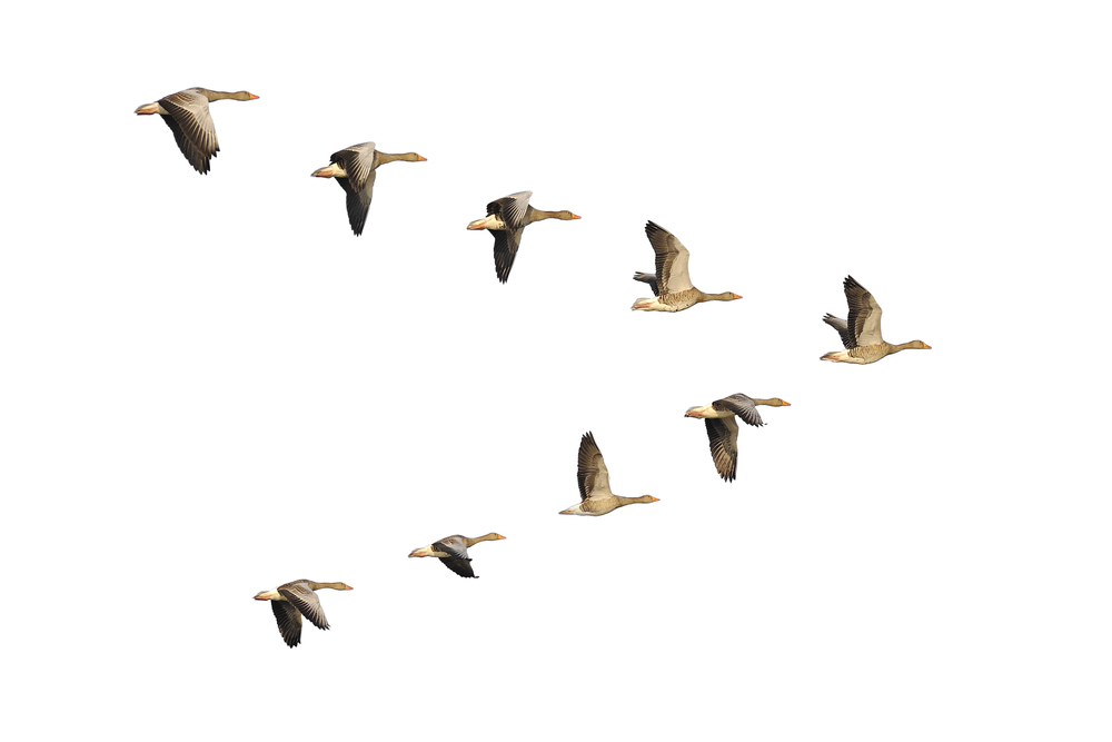 Flock,Of,Migrating,Greylag,Geese,Flying,In,V-formation