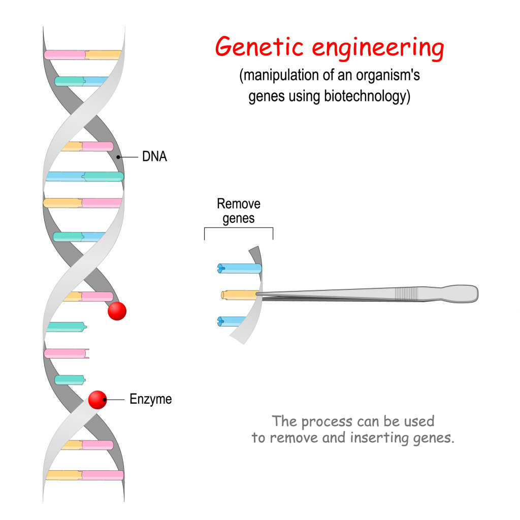 Genetic engineering. remove genes from DNA