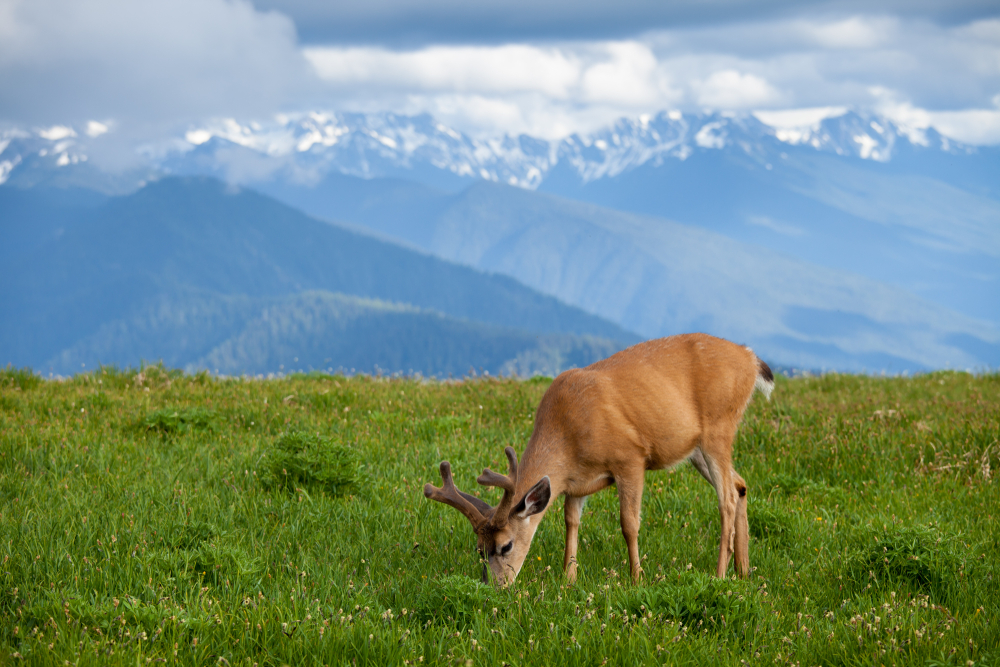 Grazzing,Deer,On,Huricane,Ridge,In,Washington,,Usa