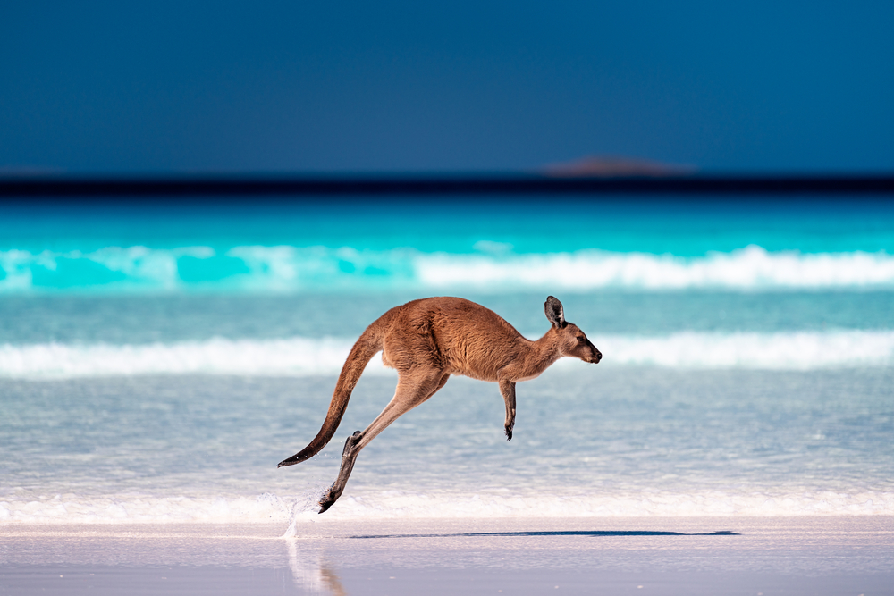 Kangaroo,Hopping,/,Jumping,Mid,Air,On,Sand,Near,The