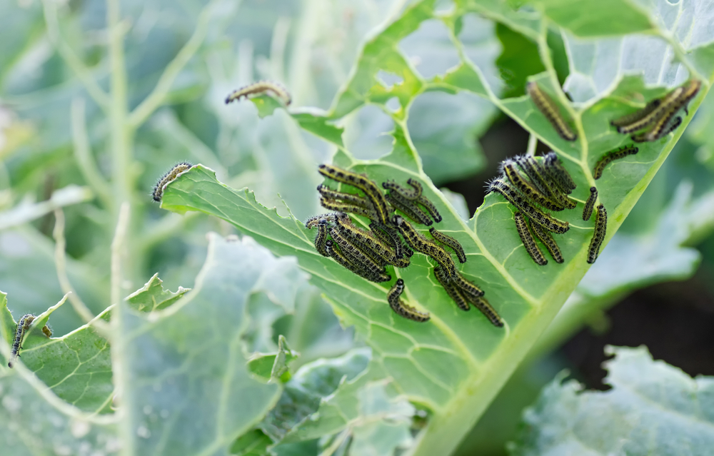 The,Caterpillars,Of,The,Cabbage,Butterfly,Larvae,Eat,The,Leaves