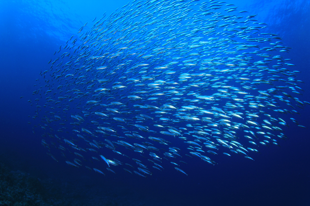 Underwater,Sardines,On,Blue,Water,Background