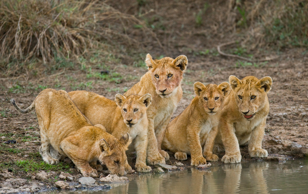 Young,Lions,At,The,Watering.,Kenya.,Tanzania.,Maasai,Mara.,Serengeti.