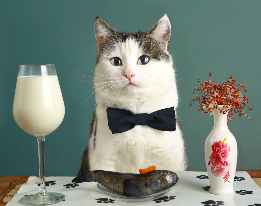 Cat,With,Milk,And,Raw,Fish,-,Funny,Photo,Advertising