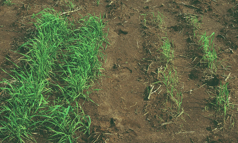 Growth reduction in wheat plants susceptible to aluminum toxicity (right) compared to tolerant plants that are growing normally. Plants appear unthrifty with thinner than normal leaves.
