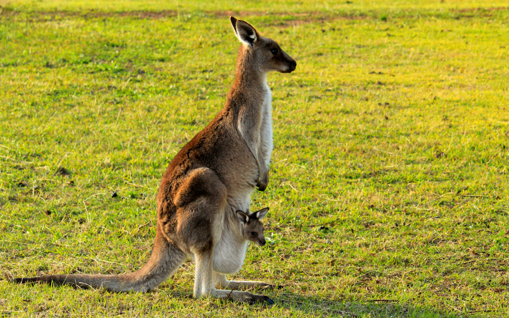 Australian,Kangaroo,Enjoying,The,Afternoon,Sun,In,A,Paddock,With