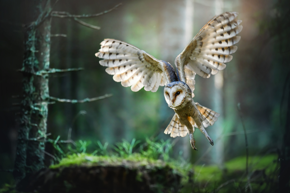 Barn,Owl,In,Flight,Before,Attack,In,Deep,Magic,Forest,