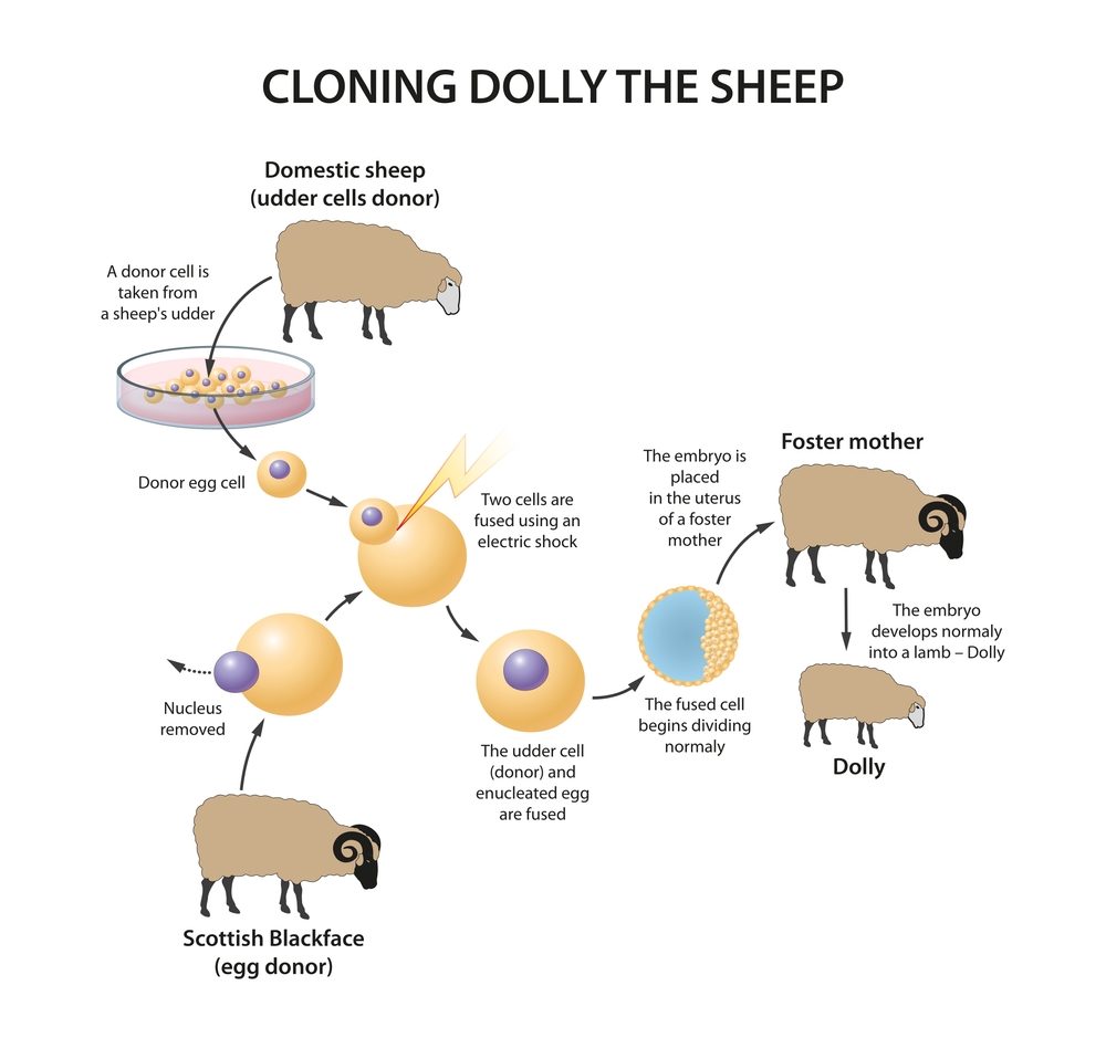 Cloning,Dolly,The,Sheep,Illustration