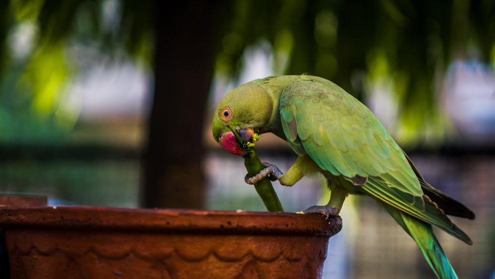 Indian,Rose,Ringed,Parakeet,Also,Known,As,Indian,Parrot.,Parrot