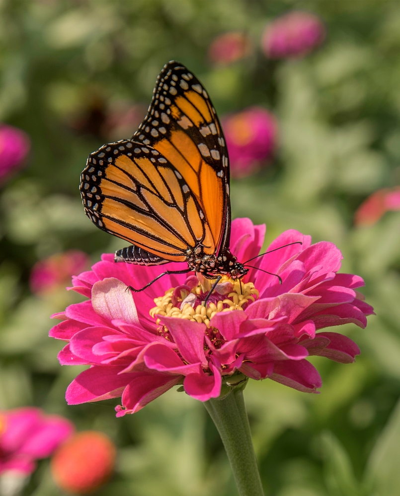 Monarch,Butterfly,On,Pink,Cone,Flower