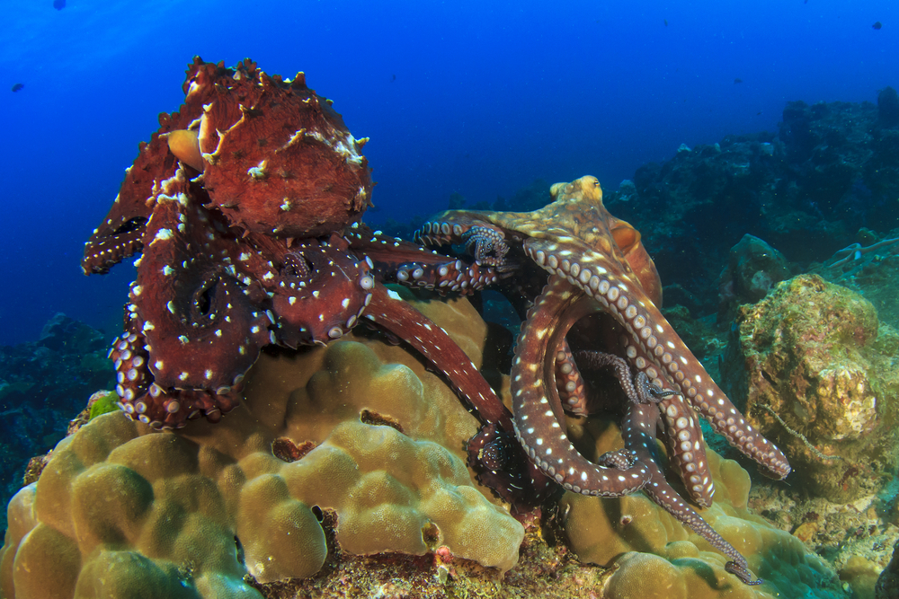 Pair,Octopus,Mating