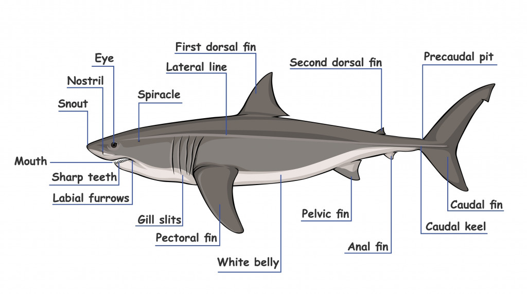 Parts of great white shark illustration