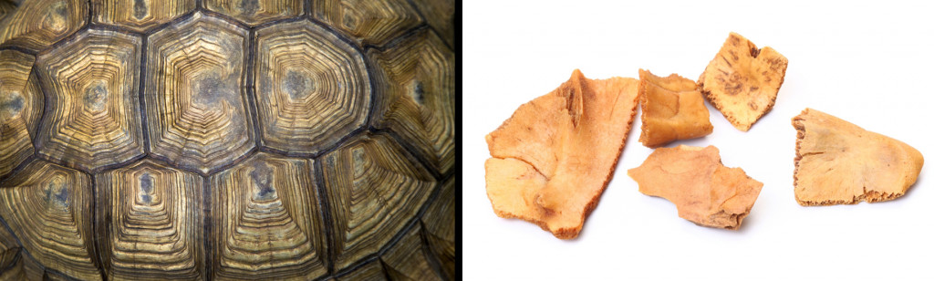 scutes form a pattern & bony shells of a tortoise