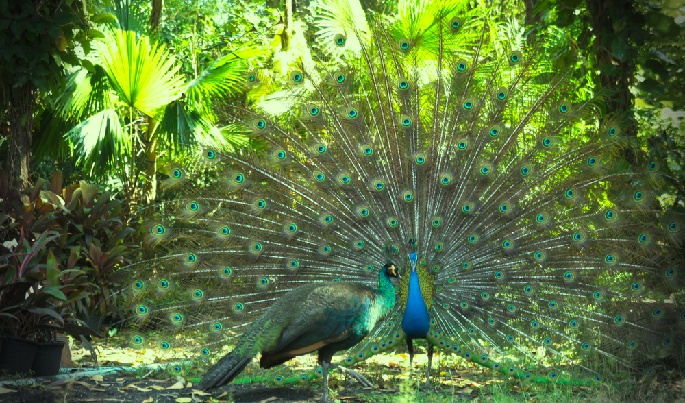 Close,Up,Of,Male,And,Female,Peacock,In,National,Park.spread