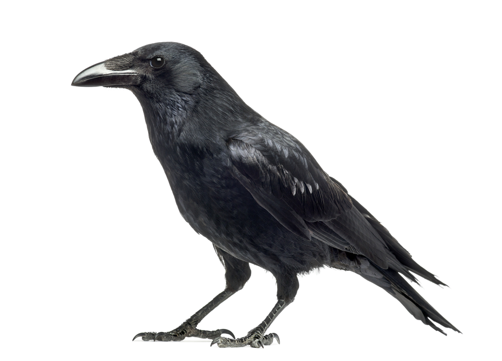 Side,View,Of,A,Carrion,Crow,,Corvus,Corone,,Isolated,On