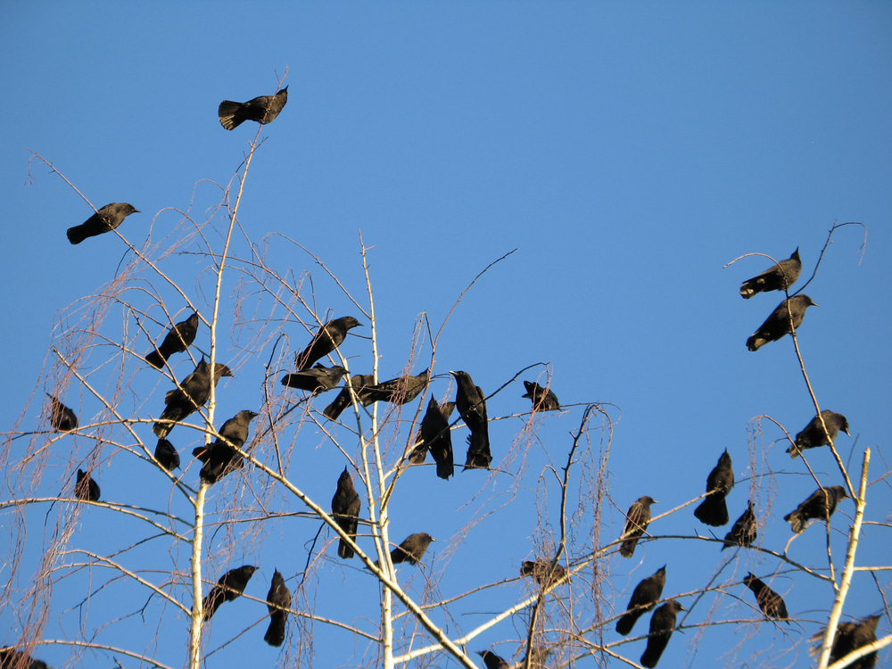 Crows,In,A,Tree