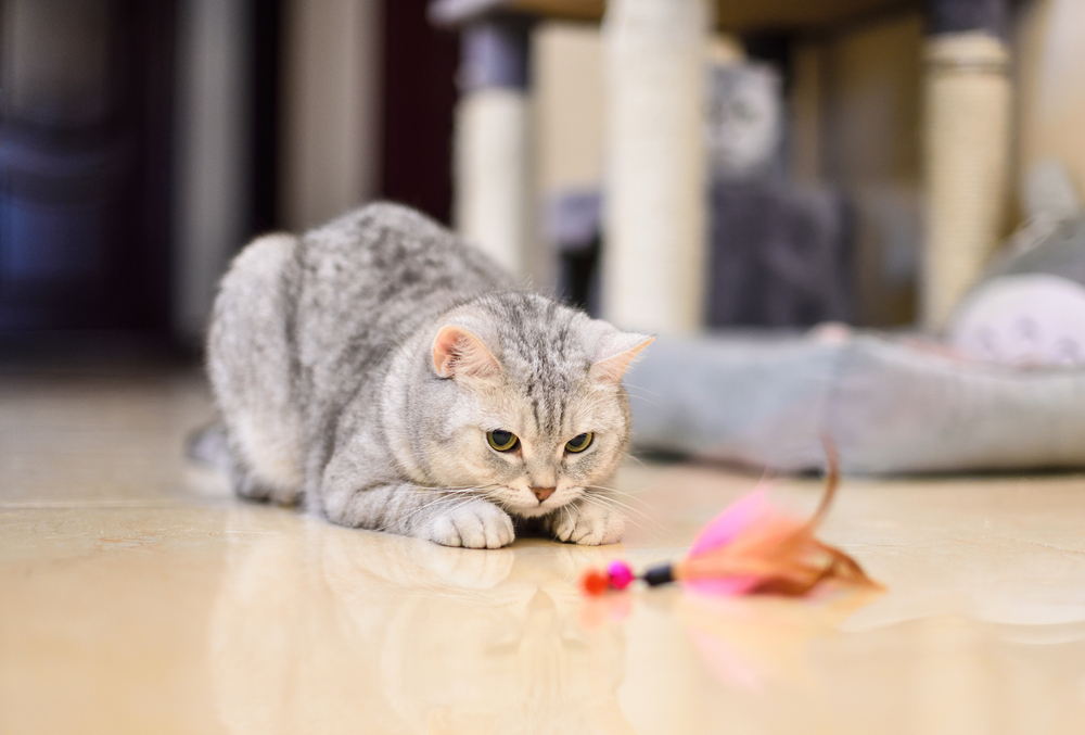 Gray-white,Tabby,Cat,Plays,With,A,Cat,Feather,Toy