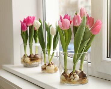 Beautiful,Tulips,With,Bulbs,On,Window,Sill,Indoors