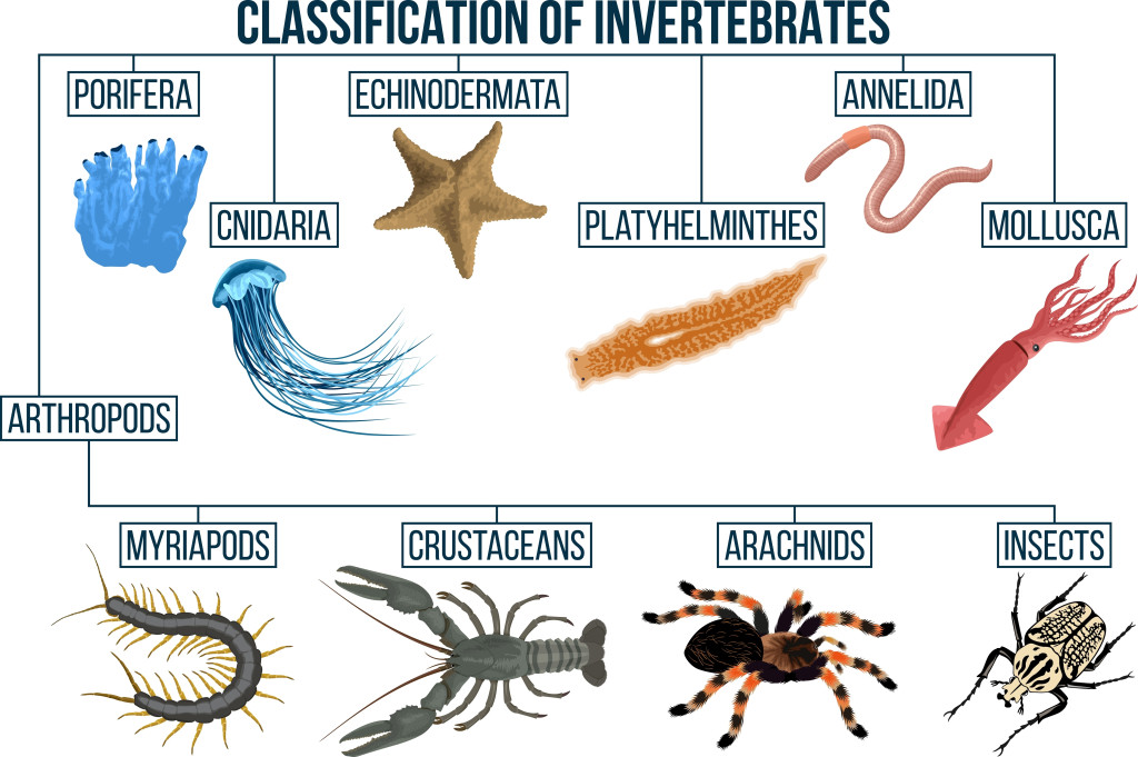 Classification of invertebrates animals. Insect, arachnids