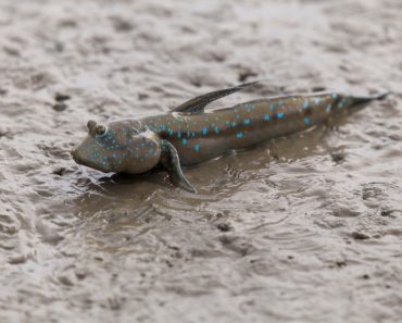 Mudskipper,Or,Amphibious,Fish,In,The,Mud,At,Mangrove,Forest