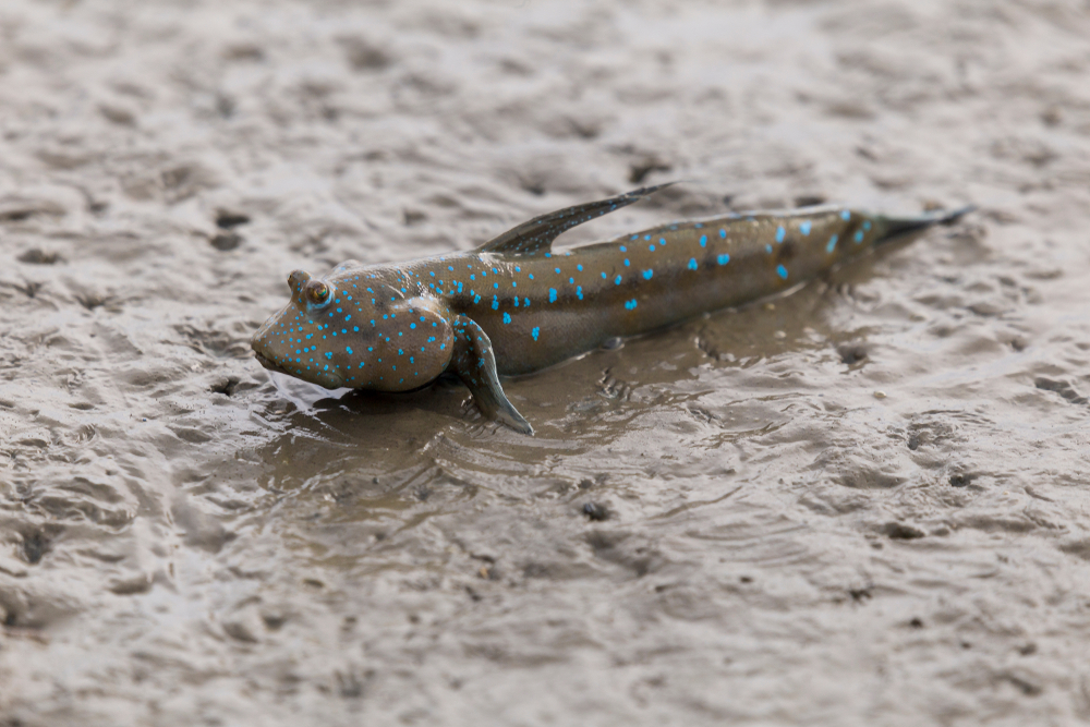 Mudskipper,Or,Amphibious,Fish,In,The,Mud,At,Mangrove,Forest