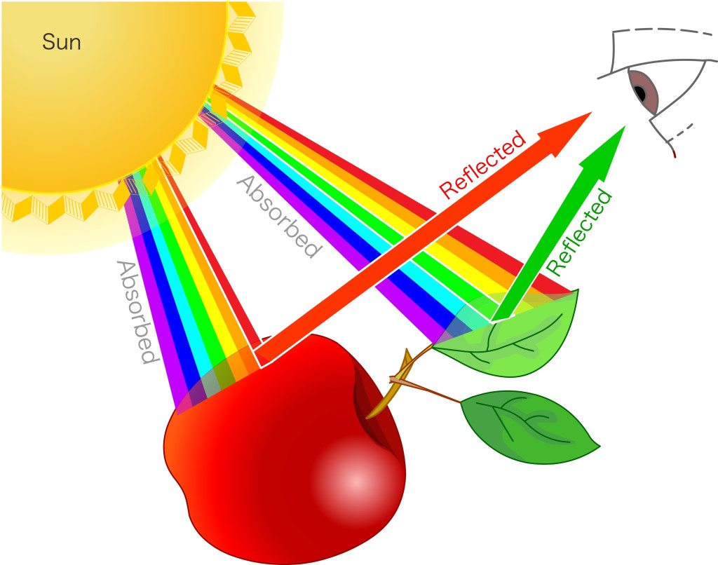 https://test.scienceabc.com/wp-content/uploads/2023/03/Seeing-colors-reflection-of-red-apple-and-green-leaf-on-eye.-Effect-of-white-light-on-materials.-Examples.-Reflected-absorbed-transmitting..jpg