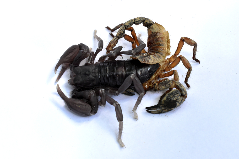 The,Dark-purple,Scorpion,Is,Molting,Brown,From,Its,Tail,,Isolated