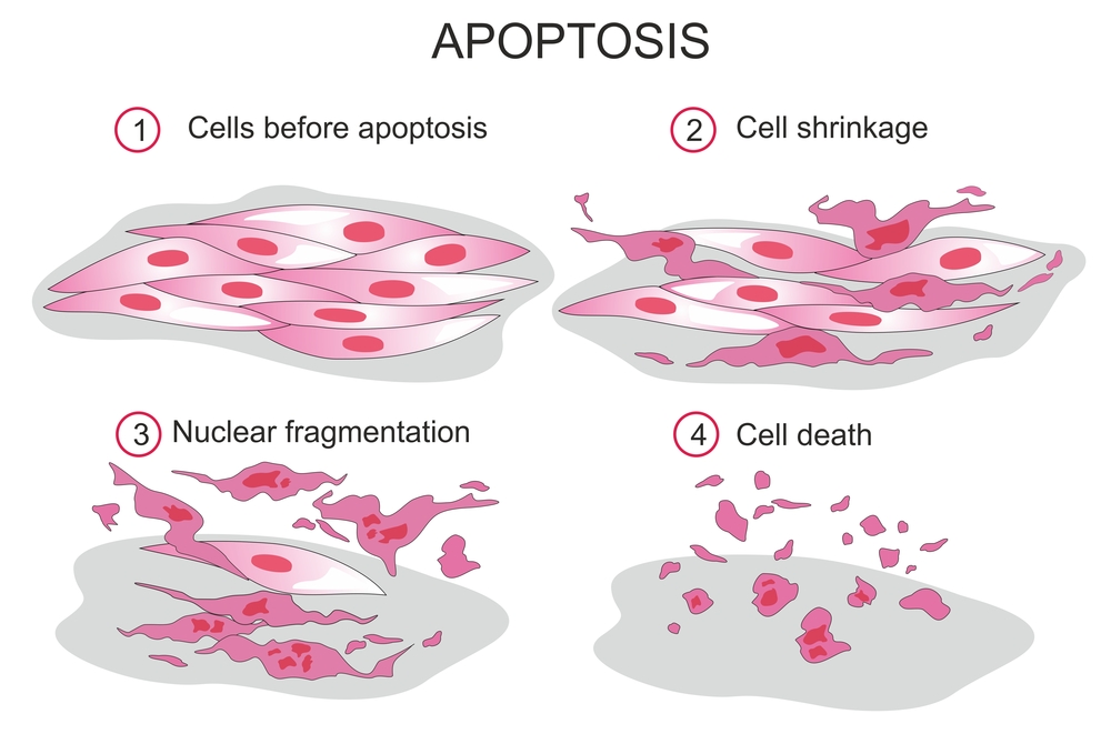 Apoptosis,Or,Programmed,Cell,Death,Is,Regulated,Process,Leading,To