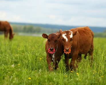 Cows,With,Nose,Rings,On,The,Green,Grass