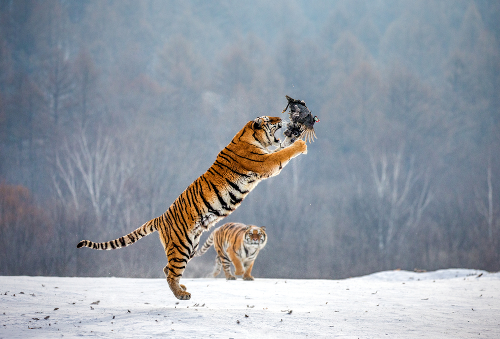 Siberian,Tigers,In,A,Snowy,Glade,Catch,Their,Prey.,Very