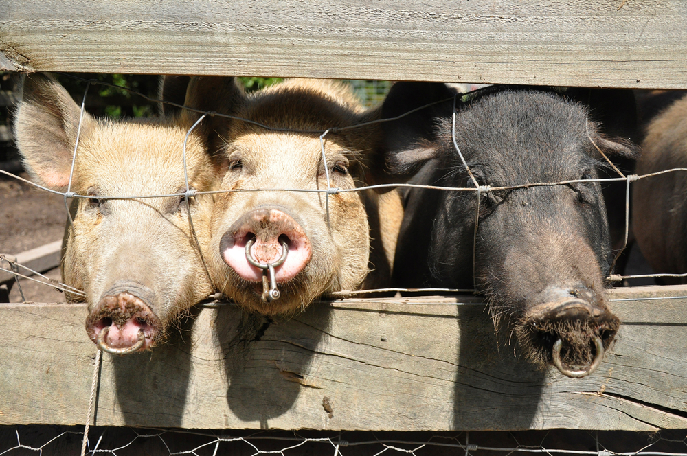 Three,Pigs,(swine),In,A,Holding,Pen,Looking,Out,At