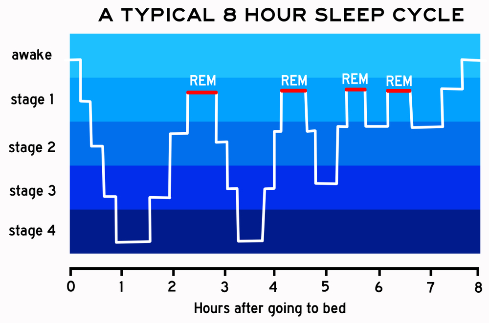 Different,Steps,Of,The,Night,Sleep,Cycle